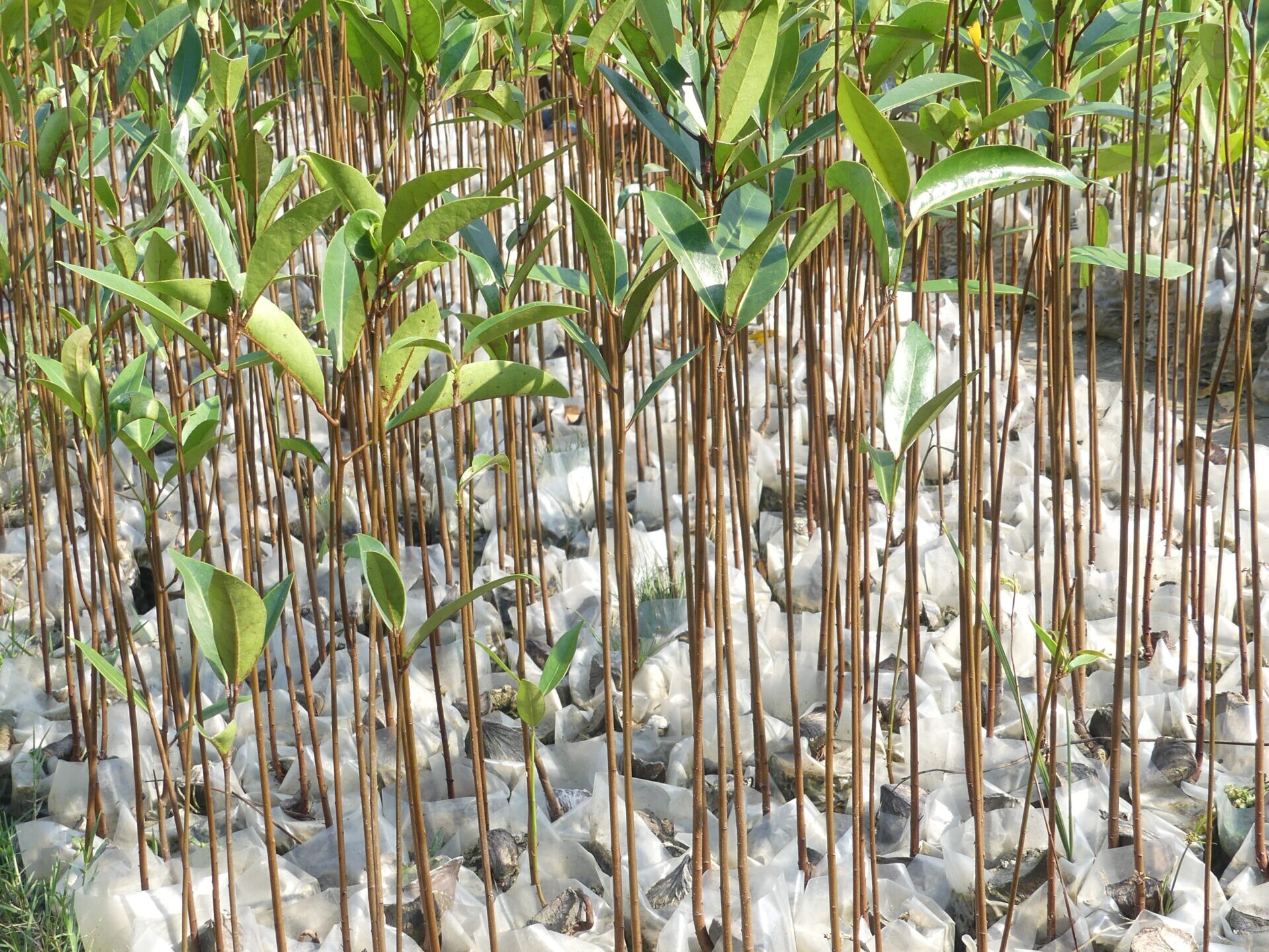 Mangroven Baumschule (c) Ralph Dejas